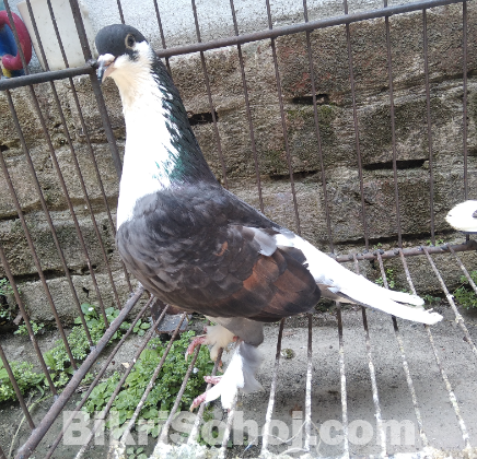 Lahori pigeon female...